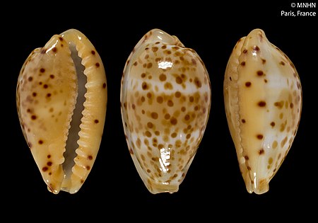 Palmadusta johnsonorum