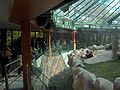Toucans at Bronx Zoo.