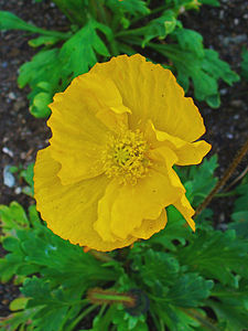 Papaver croceum Flower