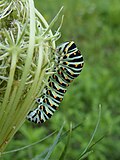 Thumbnail for File:Papilio machaon caterpillar Paludi 04.jpg