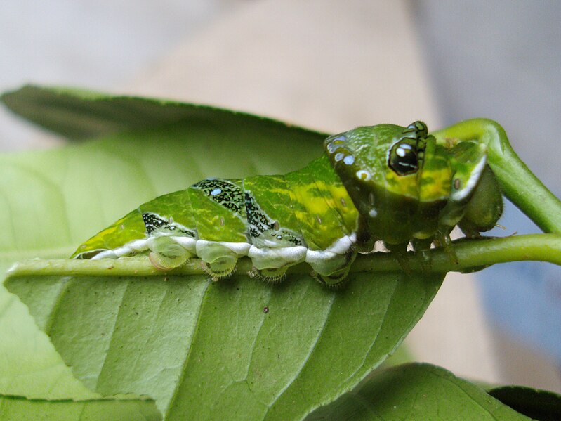 File:Papilio polymnestor 05.JPG