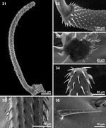 Scanning electron microscopy of proboscis of an archiacanthocephalan Parasite140083-fig5 Figs 31-36 Cathayacanthus spinitruncatus.tif