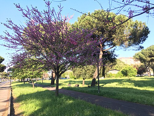 Park of the Solidarietà in Rome