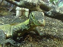Un piccolo drago di Komodo partenogenetico allo Zoo di Chester (Inghilterra)