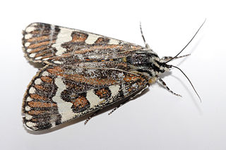 Pasture day moth Species of moth