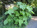Paulownia tomentosa recépé, avec ses feuilles géantes qui créent un effet tropical surprenant.