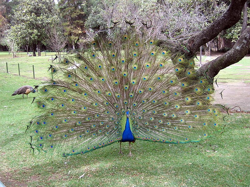 http://upload.wikimedia.org/wikipedia/commons/thumb/4/45/Peacock.jpg/800px-Peacock.jpg