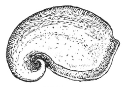 Pelagiella atlantoides