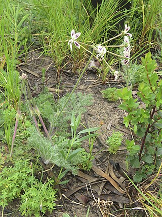 <i>Pelargonium triste</i> Species of flowering plant