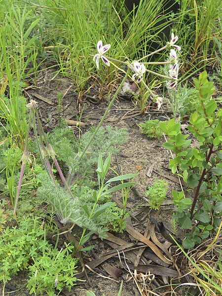 File:Pelargonium triste Flipphi 4.jpg