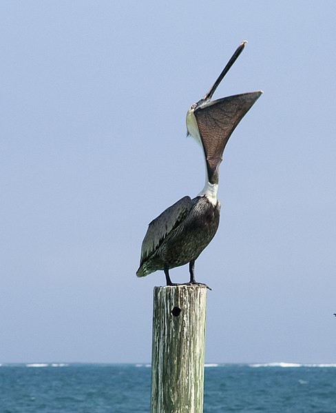 File:Pelican 10 (4379845039).jpg