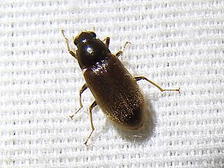 <i>Pelonomus obscurus</i> Species of beetle