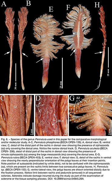 File:Pennatula (10.3989-scimar.04845.26A) Figure 6.jpg