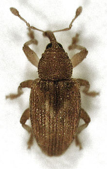 Peristoreus fulvus (Broun, 1886) .jpg