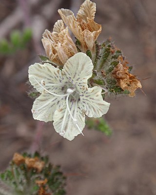 <i>Phacelia malvifolia</i> Species of plant