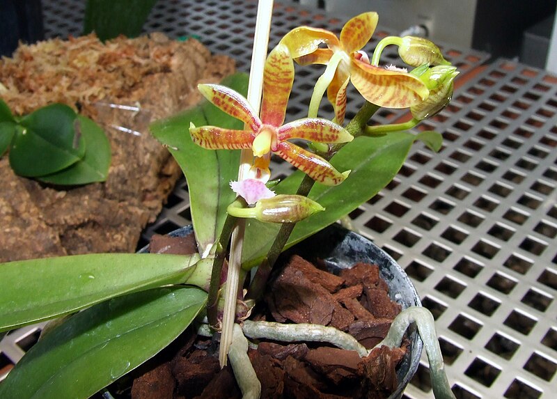 File:Phalanopsis Mannii plant.JPG