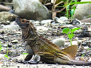 <span class="mw-page-title-main">Philippine sailfin lizard</span> Species of lizard