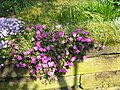 Phlox douglasii 'MacDaniel's Cushion'