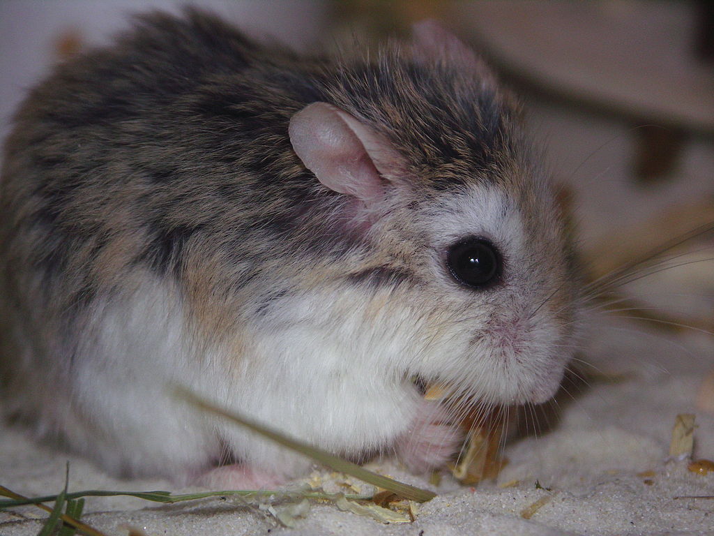 Winter white dwarf hamster - Wikipedia