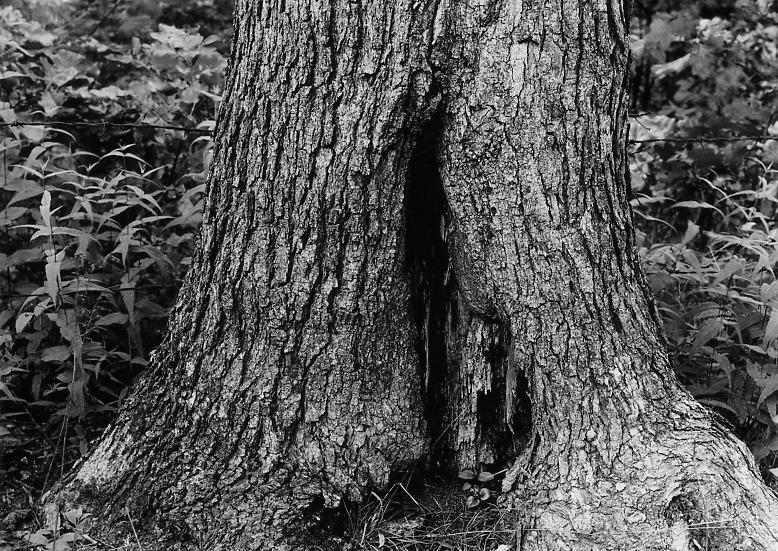 File:Photograph of White Oak Showing a Bad Fire Scar - NARA - 2128031.tif