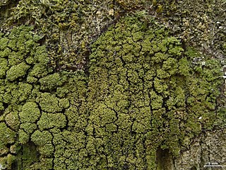 <i>Phyllopsora</i> Genus of lichens