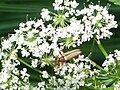 Pidonia lurida (Fabricius, 1792)