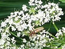 Pidonia lurida 2.jpg