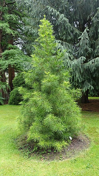 File:Pinetum Blijdestein - Sciadopitys verticillata (2).jpg