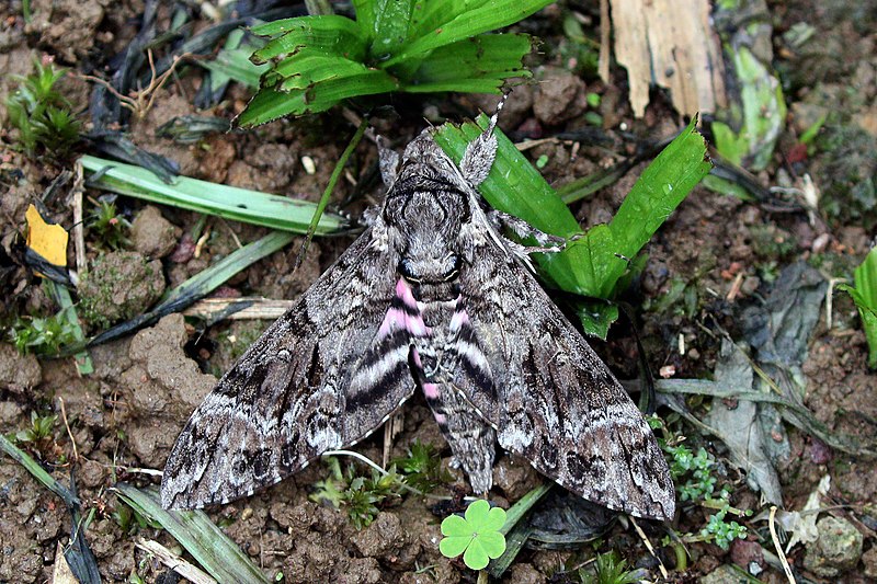 File:Pink-spotted hawkmoth (Agrius cingulata).JPG