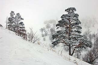 In snow, Bakuriani, Caucasus Mts., Georgia