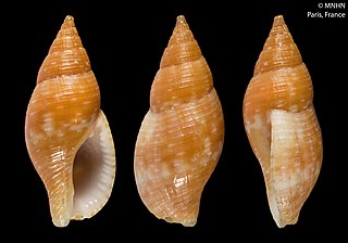 <i>Pisania fasciculata</i> Species of gastropod