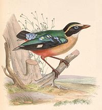 Pitta angolensis 1849.jpg