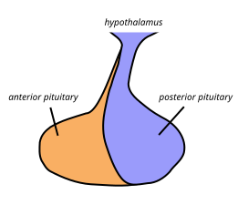 File:Pituitary gland representation.svg