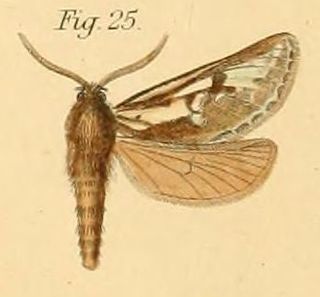 <i>Gorgopis butlerii</i> Species of moth