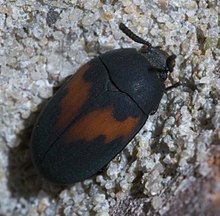 Platydema ellipticum P1610717a.jpg