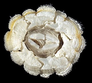 <i>Platylepas</i> Genus of barnacles