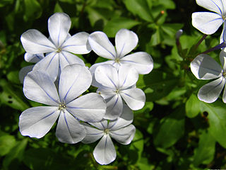 <i>Plumbago</i> Genus of carnivorous plants