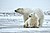 Polar Bear ANWR 1.jpg