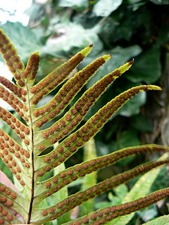 <i>Polypodium cambricum</i> Species of plant