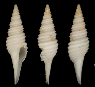 <i>Polystira lindae</i> Species of gastropod