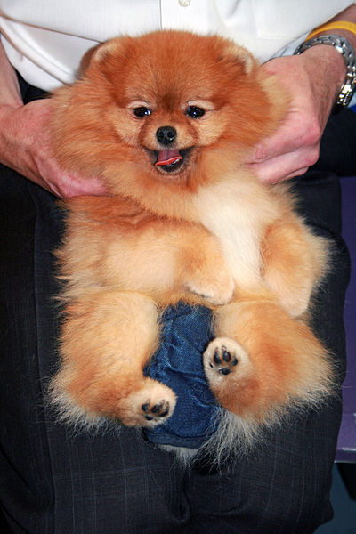 File:Pomeranian dog show.jpg