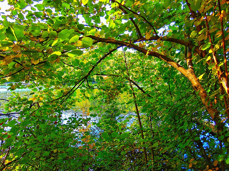 File:Pond of Monticolo - Photo by Giovanni Ussi 31.jpg