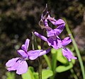 Ponerorchis joo-iokiana Japan - Mount Hijiri