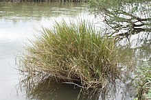 Potamophila parviflora Habitat.jpg