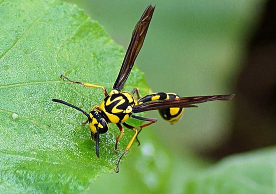 Род ос 5 букв. Стебельчатобрюхие. Поттер Васп. Оса музыкант. Sphecius speciosus.