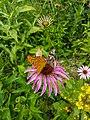 Drei Schmetterlinge auf Purpur-Sonnenhut