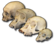 Primate skull series.png