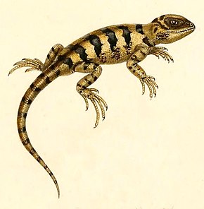 Resmin açıklaması Pristidactylus fasciatus 1847 - cropping.jpg.