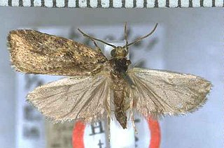 <i>Proteodes profunda</i> Species of moth endemic to New Zealand