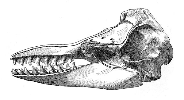 Illustration of the skull